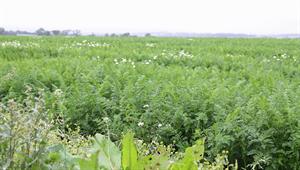 Carrot crops